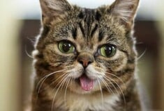 Πέθανε η Lil Bub, η γάτα με τα γουρλωτά μάτια που έγινε σταρ του Instagram και σύμβολο υιοθεσίας ζώων