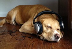Το Spotify έφτιαξε λίστες με τραγούδια για να ακούν οι σκύλοι όταν λείπουν οι ιδιοκτήτες
