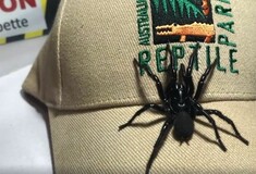 Αυστραλία: Φωτιές και πλημμύρες δημιούργησαν τις ιδανικές συνθήκες για δηλητηριώδεις αράχνες