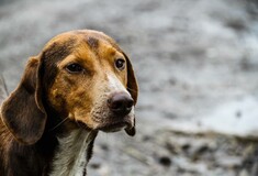 Φόλες στο Αττικό Άλσος - Τουλάχιστον οκτώ αδέσποτα βρέθηκαν νεκρά