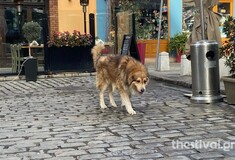 Θεσσαλονίκη: Επέστρεψε «σπίτι» του ο σκύλος - μασκότ των Λαδάδικων που είχε υποστεί κακοποίηση