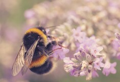 Βομβίνοι: Oι άγριες μέλισσες στο χείλος μαζικής εξαφάνισης εν μέσω «κλιματικού χάους»