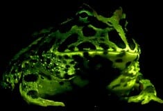 Όλοι οι βάτραχοι φωσφορίζουν στο σκοτάδι λένε οι επιστήμονες