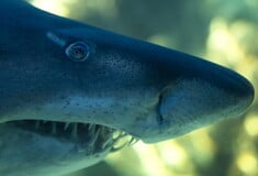 Δεκάδες καρχαρίες σε παραλία της Φλόριντα - Το βίντεο σέρφερ στο Instagram