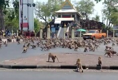Ταϊλάνδη: Βίντεο με εκατοντάδες πεινασμένες μαϊμούδες που παλεύουν για τροφή εν μέσω της επιδημίας