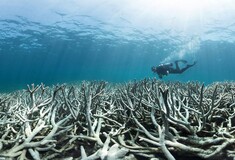 Ο Μεγάλος Κοραλλιογενής Ύφαλος σε κίνδυνο: Τρίτη λεύκανση μέσα σε πέντε χρόνια