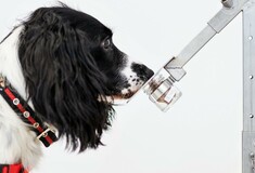 Θα μπορούσαν οι σκύλοι να διαγνώσουν τον κορωνοϊό μέσω της όσφρησης;