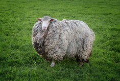 Επέστρεψε ένα τεράστιο πρόβατο που είχε χαθεί πριν 7 χρόνια στις φωτιές της Τασμανίας