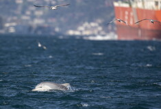 Δελφίνια απολαμβάνουν τον ασυνήθιστα ήρεμο Βόσπορο, λόγω της καραντίνας