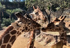 Ζωολογικός κήπος εγκαινιάζει επισκέψεις drive-thru και καταφέρνει να ξαναπροσλάβει προσωπικό του
