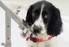 Οι σκύλοι «οσφρίζονται» έγκαιρα τον καρκίνο