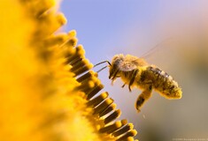 Ρώμη: Οι ευτυχισμένες μέλισσες των Καραμπινιέρι επωφελήθηκαν από την καραντίνα