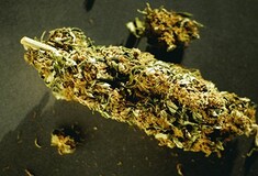 Το Κολοράντο και η Ουάσινγκτον αποποινικοποίησαν τη μαριχουάνα