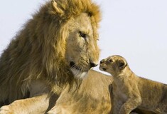 Μικρό λιοντάρι συναντάει τον πατέρα του για πρώτη φορά