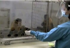 Πίθηκος διαμαρτύρεται για άνιση μεταχείριση