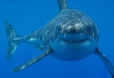 Γιατί οι καρχαρίες αποφεύγουν την πανσέληνο και τον ήλιο