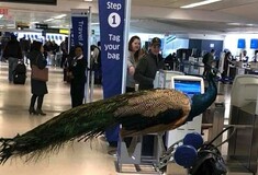 Γυναίκα ήθελε να πετάξει με το παγώνι της μέσα στο αεροπλάνο