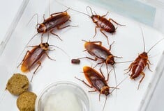 Επιστήμονες αποκάλυψαν το «βρώμικο μυστικό» που κρύβεται στις κατσαρίδες