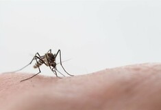 Η πρώτη εφαρμογή στο κινητό που προειδοποιεί ότι πλησιάζει κουνούπι