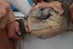 Οι αγωνιώδεις προσπάθειες ερευνητών να σώσουν μια θαλάσσια χελώνα [ΒΙΝΤΕΟ]