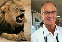 Η Ζιμπάμπουε ζητά την έκδοση του οδοντιάτρου που σκότωσε το σπάνιο λιοντάρι