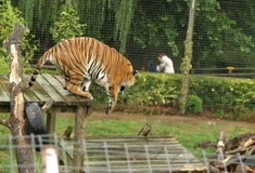 Πανικός στην Γερμανία - Λιοντάρια, τίγρεις και πούμα το έσκασαν από ζωολογικό κήπο