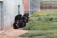Slate: Τα άγρια ζώα στο Αττικό Πάρκο απειλούνται με λιμοκτονία