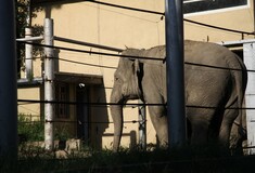 Δεκάδες άγρια ζώα παραμένουν ελεύθερα στους πλημμυρισμένους δρόμους της Τυφλίδας