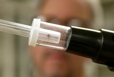 Καμπανάκι για τον ιό του Δυτικού Νείλου στην Ελλάδα: Πώς να προστατευτείτε σωστά από τα κουνούπια
