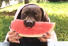 Η τελευταία μόδα στο Instagram: Σκυλιά που τρώνε καρπούζι