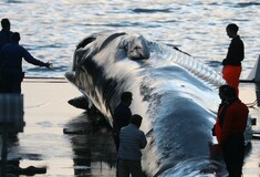 Ισλανδοί σκοτώνουν φάλαινες υπό εξαφάνιση - Διεθνής κατακραυγή