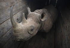 Νεκροί από δηλητηρίαση 8 ρινόκεροι ενός είδους που κινδυνεύει με εξαφάνιση