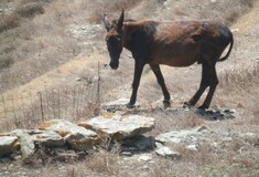 Παστούρωμα: Η βάρβαρη κακοποίηση των ζώων στα ελληνικά νησιά