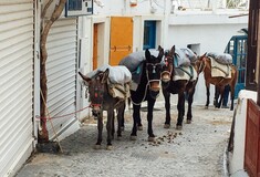 Vegan ακτιβιστές θα παρέμβουν για τον βασανισμό των γαϊδουριών στη Σαντορίνη - Τι θα γίνει στο νησί