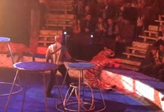 Τίγρης σε τσίρκο κατέρρευσε με σπασμούς στη διάρκεια παράστασης- Οργή για την αντίδραση του εκπαιδευτή