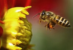 Οι μέλισσες πεθαίνουν από ιό που εξαπλώνεται μέσω των ανθρώπων