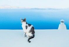 Η δουλειά των ονείρων σας: Κερδίστε χρήματα φροντίζοντας πανέμορφες γάτες στη Σύρο