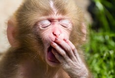 Κι όμως: το χασμουρητό έχει πολλά να πει για την προσωπικότητά σας