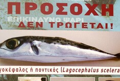 Οι ειδικοί προειδοποιούν: Προσοχή στο ψάρι λαγοκέφαλος. Τοξικό κι ακατάλληλο για κατανάλωση