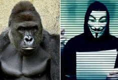 Oμάδα των Anonymous ξεκίνησε εκστρατεία για το θάνατο του γορίλα Χαράμπε