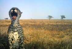 Οι φανταστικές selfies των άγριων ζώων της Τανζανίας