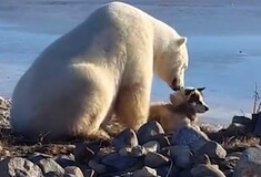 Θυμάστε το τρυφερό βίντεο με την πολική αρκούδα και το σκύλο: Η ιστορία τους έχει και μία σκοτεινή πτυχή