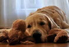 Η μυρωδιά σας ίσως είναι το μυστικό για να λύσετε το πρόβλημα του αποχωρισμού με τον σκύλο σας