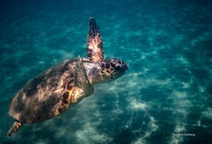 Χρονιά ρεκόρ το 2018 για τη Ζάκυνθο σε φωλιές θαλάσσιας χελώνας Caretta caretta