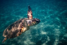 Χρονιά ρεκόρ το 2018 για τη Ζάκυνθο σε φωλιές θαλάσσιας χελώνας Caretta caretta