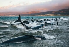 «Δεν θα ξεχάσω ποτέ τις κραυγές τους»: Η συγκλονιστική μαρτυρία της γυναίκας που είδε 145 μαυροδέλφινα να αργοπεθαίνουν