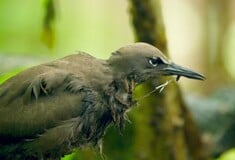 Η μακάβρια πρακτική του εξωτικού δέντρου που φαίνεται να σκοτώνει τα πουλιά χωρίς λόγο
