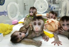 Κλωνοποίησαν γενετικά τροποποιημένες μαϊμούδες για να έχουν νευροψυχικές διαταραχές