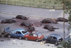 Ντοκουμέντο - Τα νεκρά βασιλικά άλογα μετά την επίθεση στο Λονδίνο το 1982