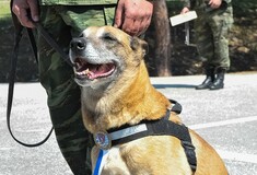 Οι Ένοπλες Δυνάμεις βράβευσαν σκυλίτσα που γέννησε 43 επίλεκτα κουτάβια (φωτογραφίες)
